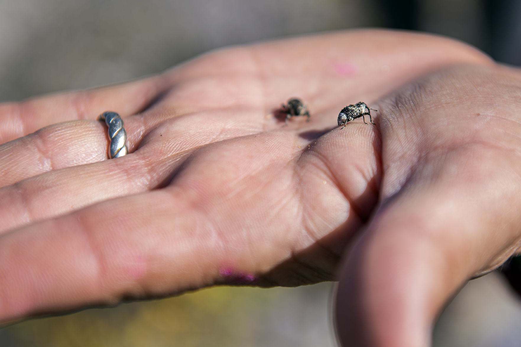 Weevils